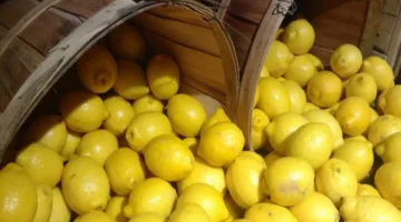 هيفضل طازة طول الوقت.. أسهل طريقة لتخزين الليمون في الفريزر والثلاجة لأطول فترة ممكنة بدون مايغير لون ولا طعم